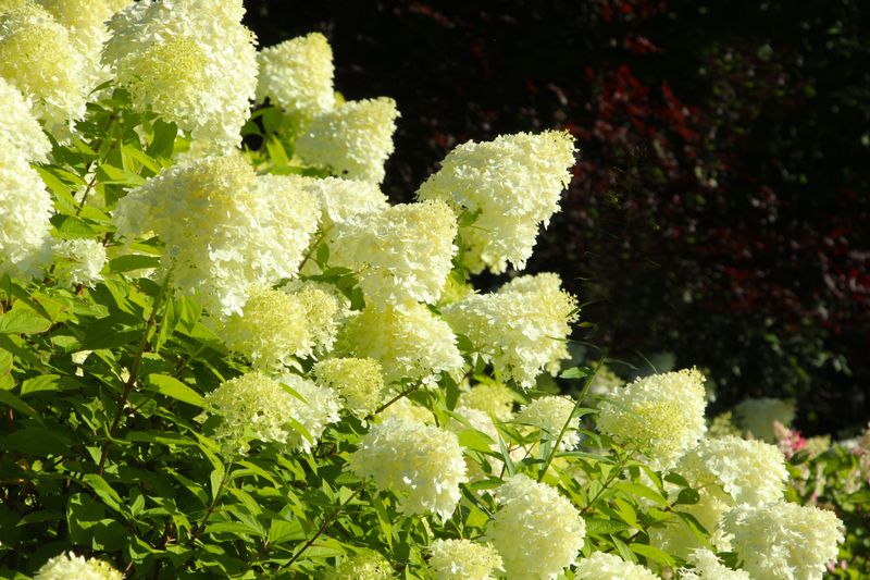 Panicle Hydrangea Loves The Sunshine Panicle Hydrangea Loves The Sunshine