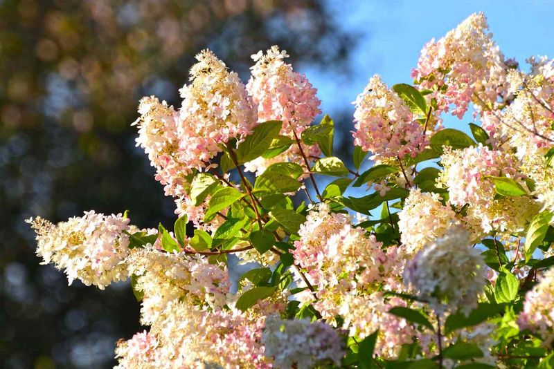 Panicle Hydrangeas Can Be Pruned In Fall Panicle Hydrangeas Can Be Pruned In Fall