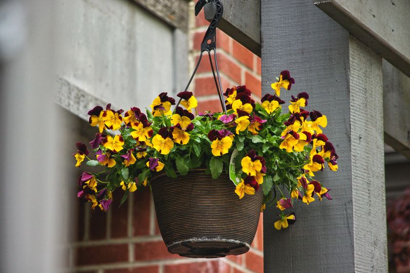 Pansies And Violas Pansies And Violas