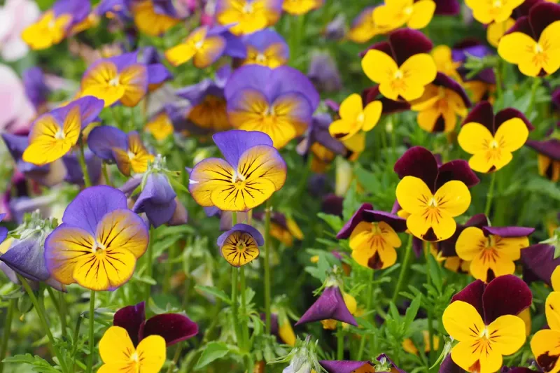 Pansies And Violas Bloom Now And Again In Spring