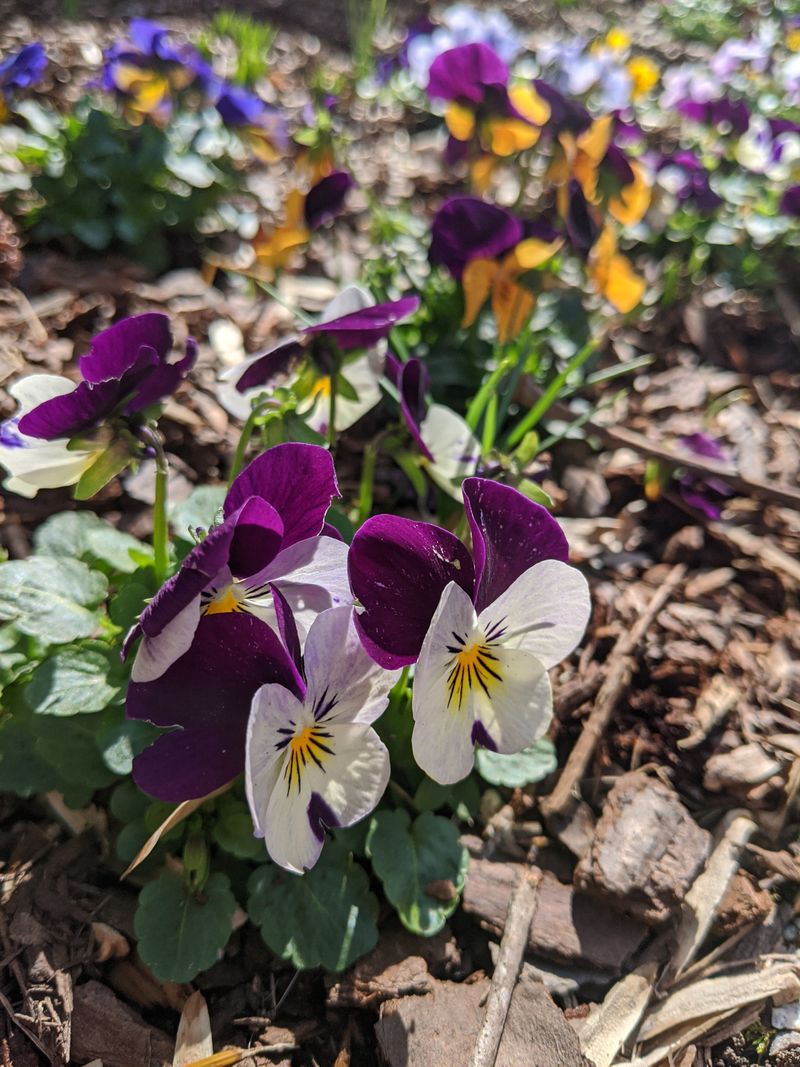 Pansies And Violas For Color All Winter Pansies And Violas For Color All Winter