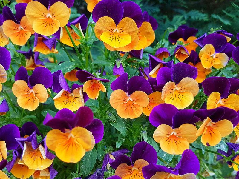 Pansies And Violas Keep Blooming Through Frosty Nights