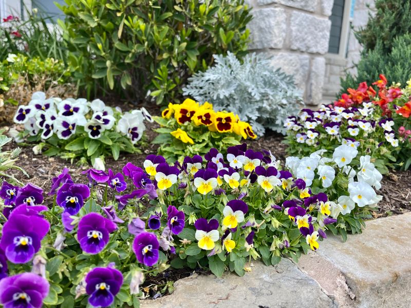Pansies And Violas That Bloom Now And Again In Spring Pansies And Violas That Bloom Now And Again In Spring