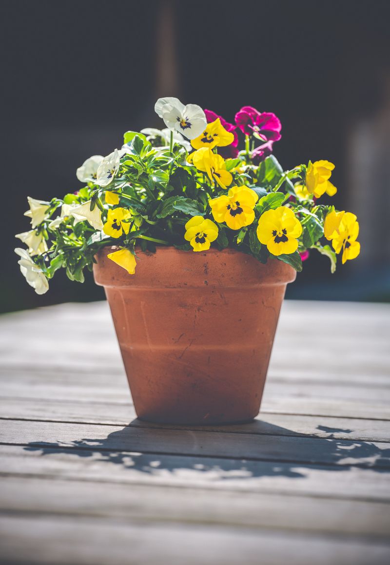 Pansies And Violas Pansies And Violas