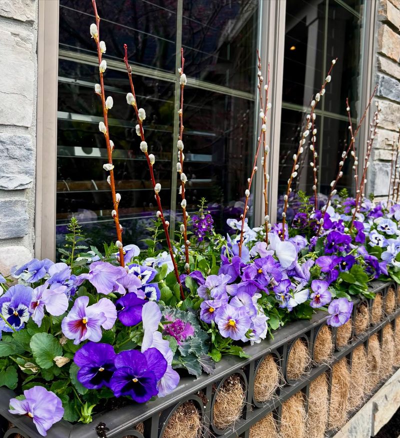 Pansies Bring Bold Color To Chilly Porches Pansies Bring Bold Color To Chilly Porches