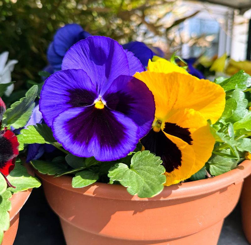 Pansies Bring Cheerful Little Faces