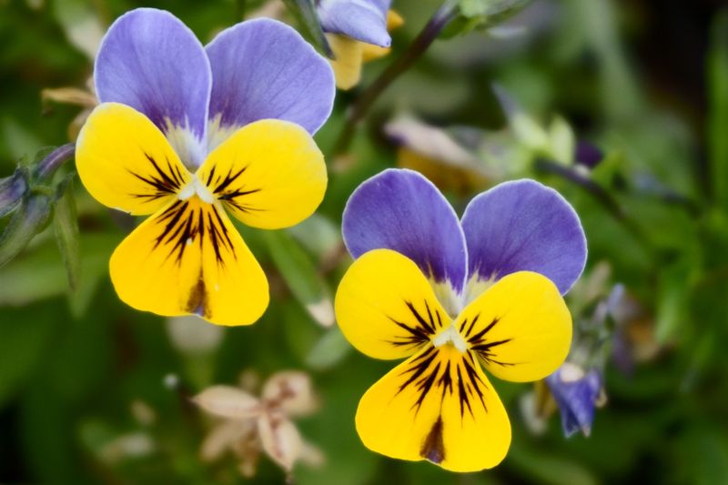 Pansies For Cheery Cool-Weather Faces Pansies For Cheery Cool-Weather Faces