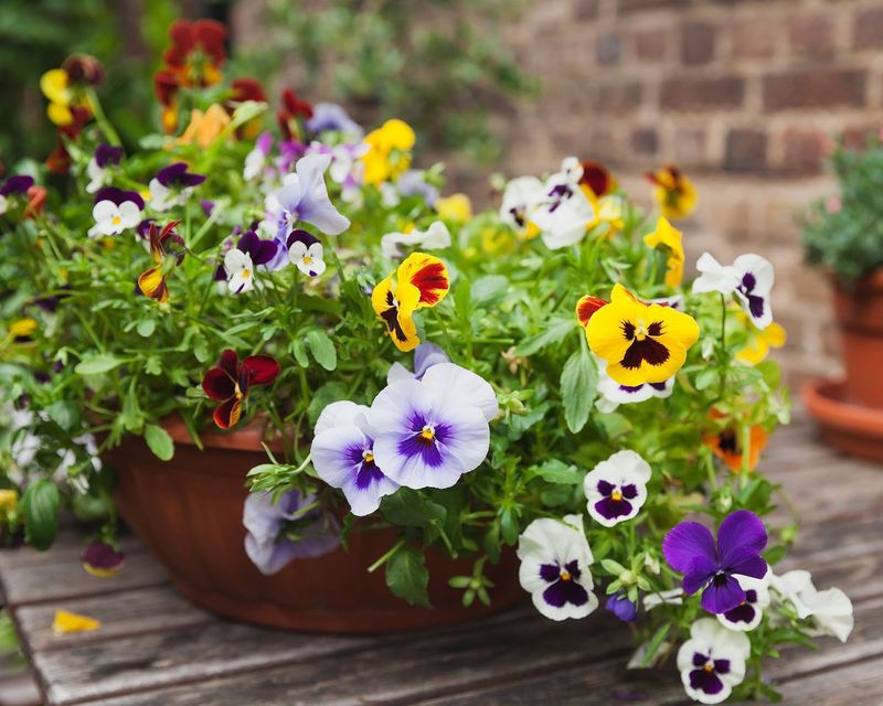 Pansies For Color Until The Ground Freezes
