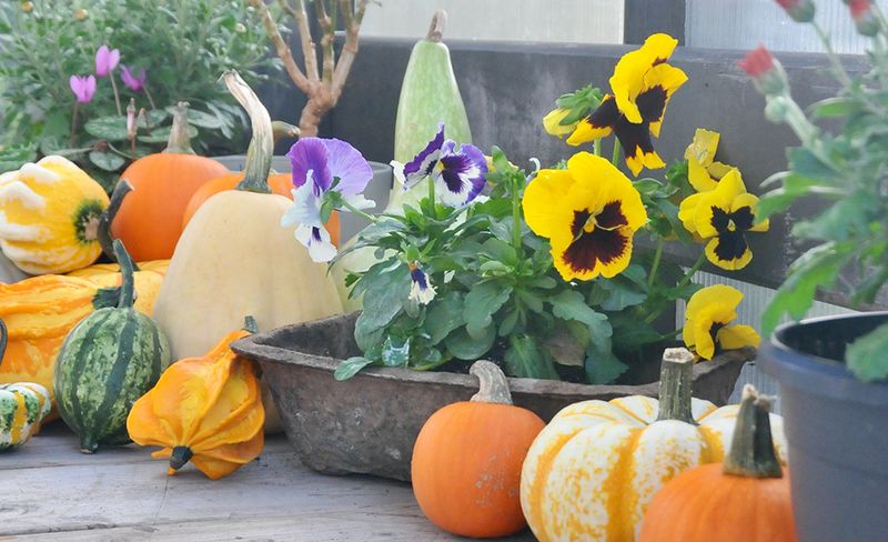 Pansies Give Your Steps Color Until Spring