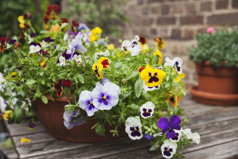 Pansies Make A Bigger Statement With Large Flowers