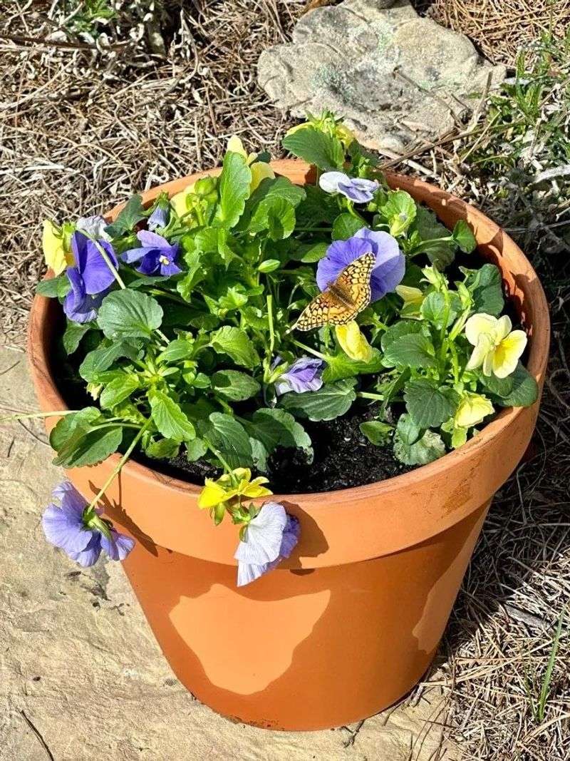 Pansies Need Several Weeks To Root In Before Cold Weather