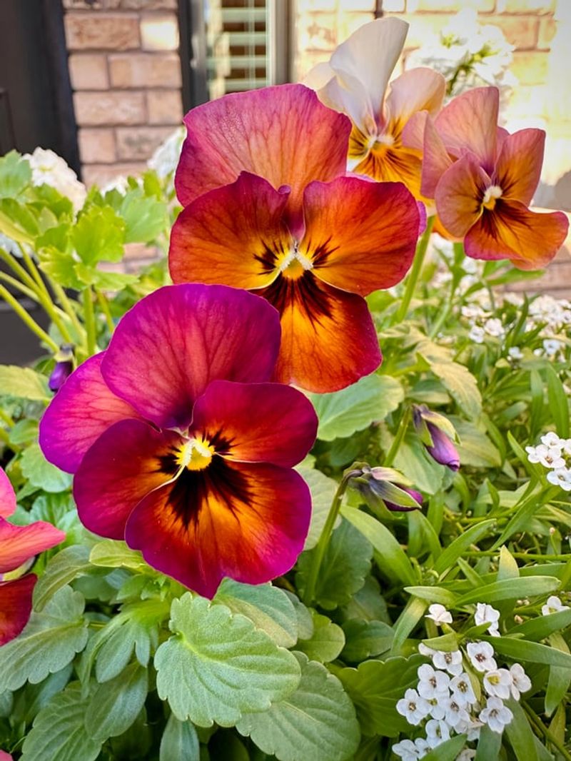 Pansies Planted Too Early In Texas Heat