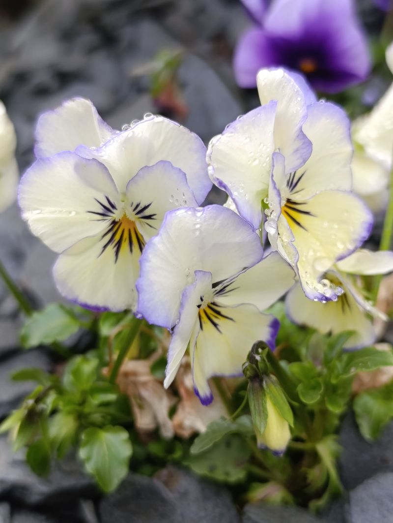 Pansies Smile Through Frost