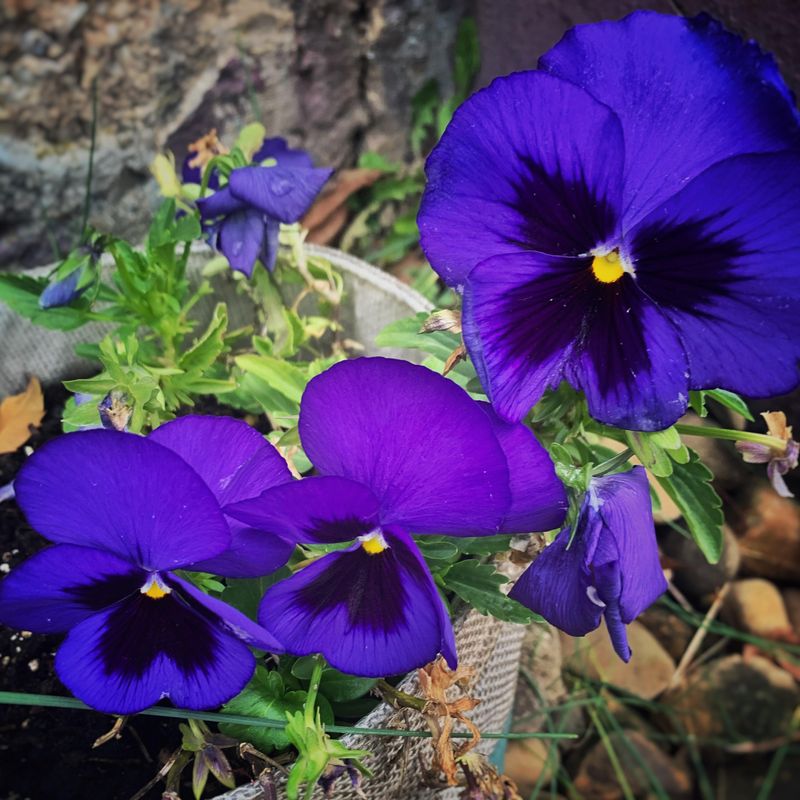 Pansies That Bloom Through Cold Weather Pansies That Bloom Through Cold Weather