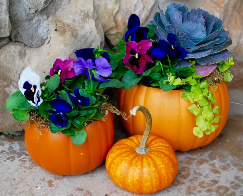 Pansies 