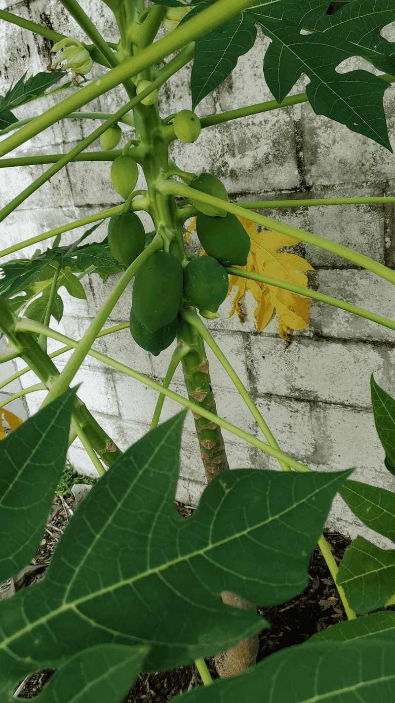 Papaya Trees Grow Fast And Chill Faster Papaya Trees Grow Fast And Chill Faster