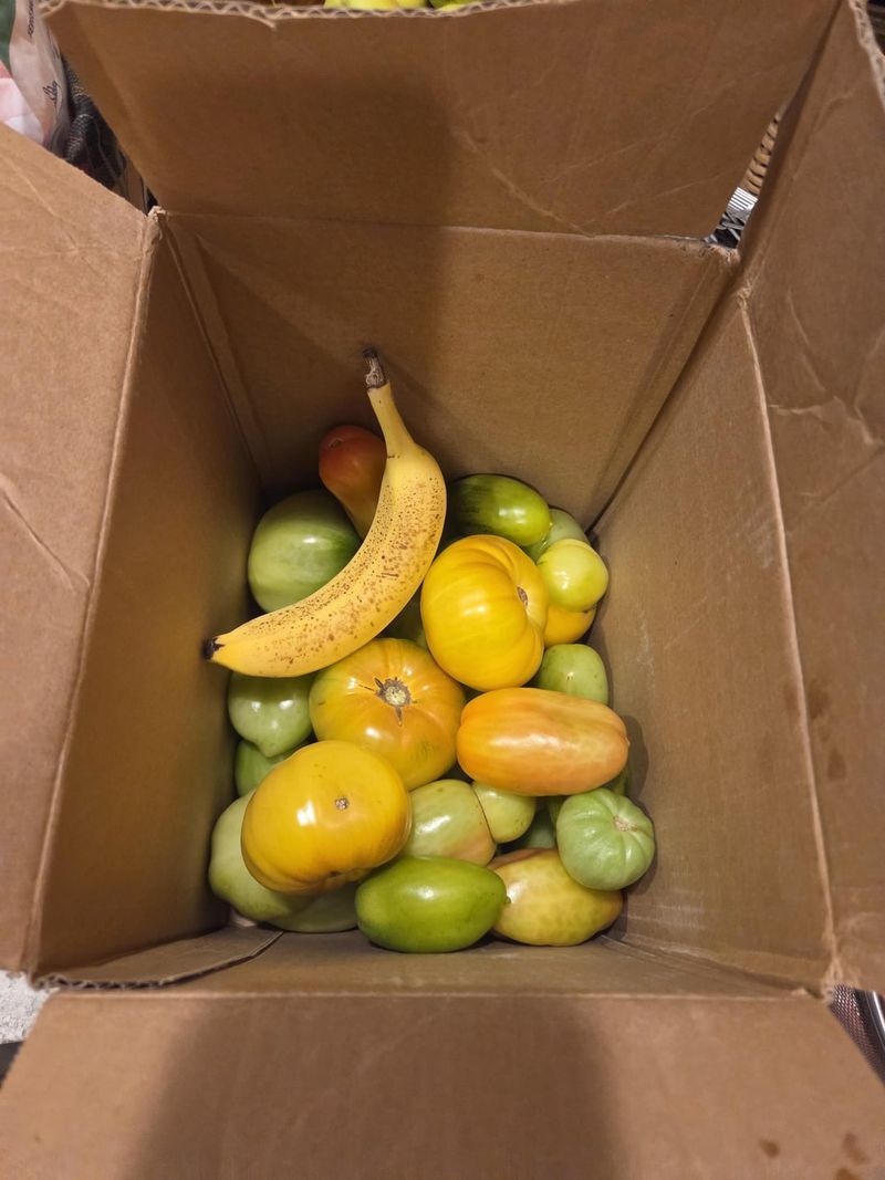 Paper Bags Give Your Tomatoes A Helping Hand