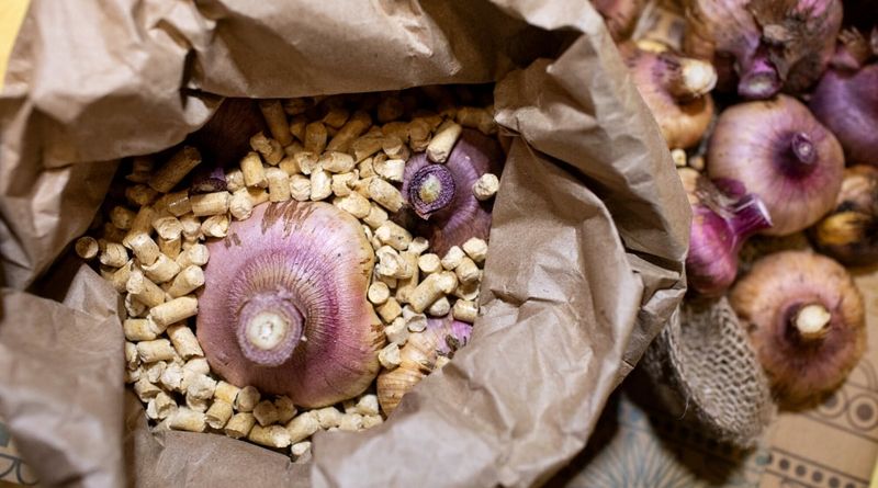 Paper Bags Keep Bulbs Dry And Safe