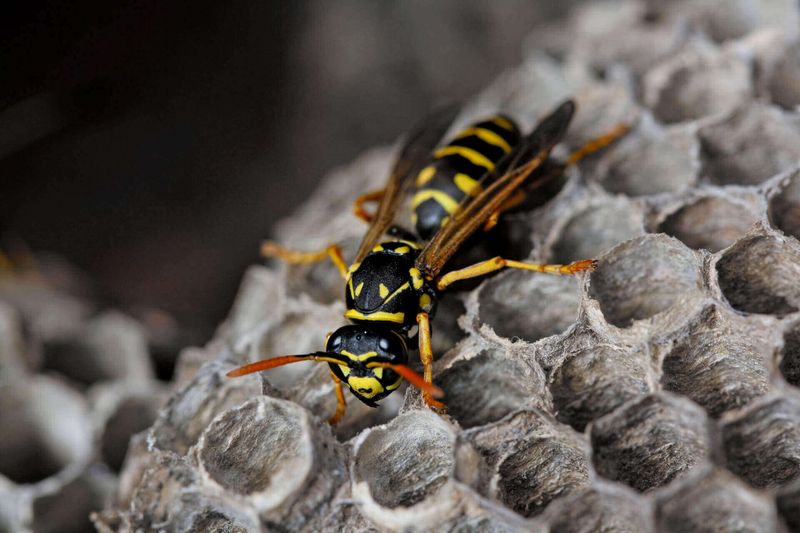 Paper Wasps
