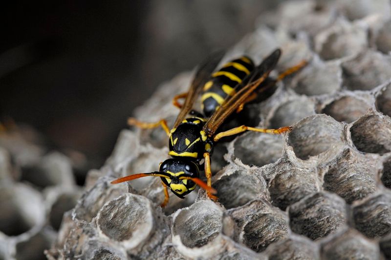 Paper Wasps And Yellowjackets Paper Wasps And Yellowjackets
