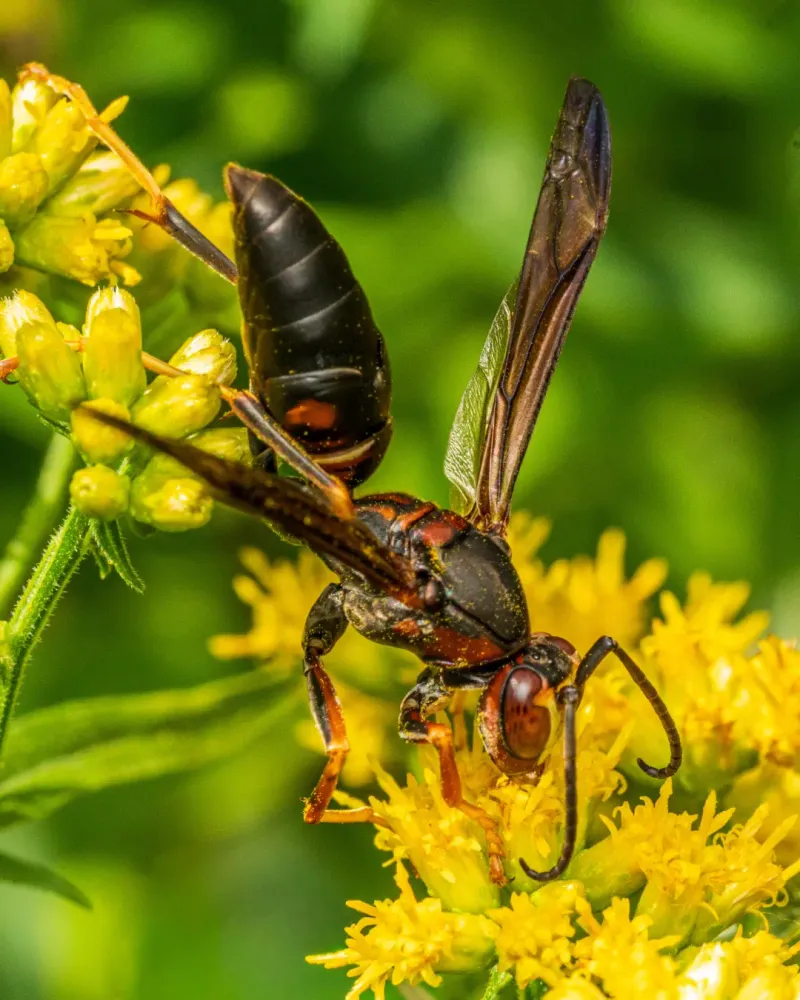 Paper Wasps Are Stocking Up On Late-Season Sugar Paper Wasps Are Stocking Up On Late-Season Sugar