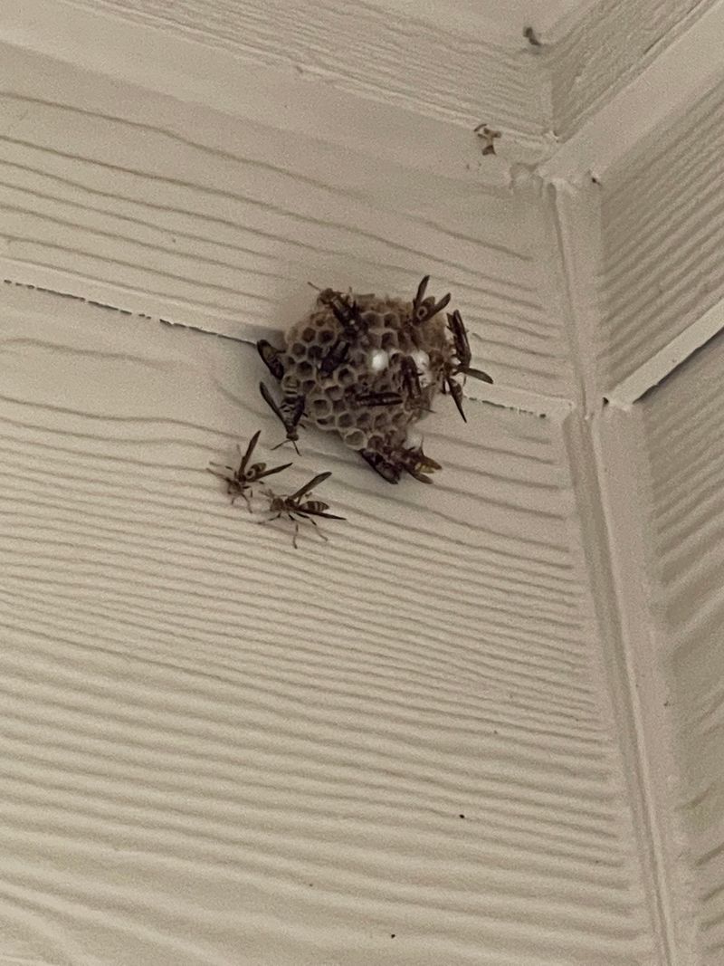 Paper Wasps Building Under Eaves Paper Wasps Building Under Eaves