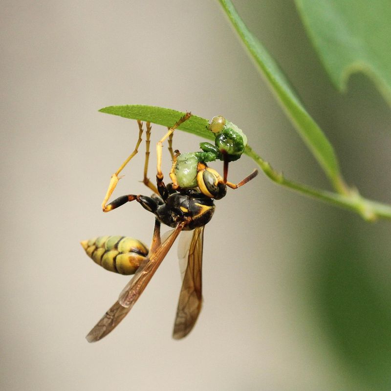 Paper Wasps Hunt Garden Caterpillars