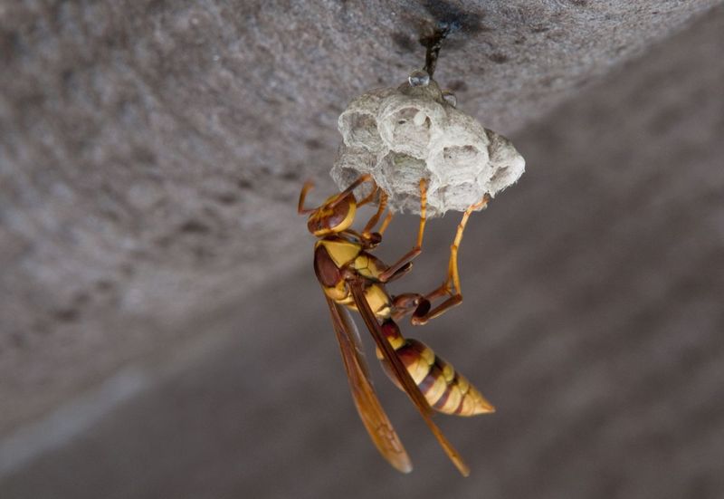 Paper Wasps Under Eaves Or Inside Attics