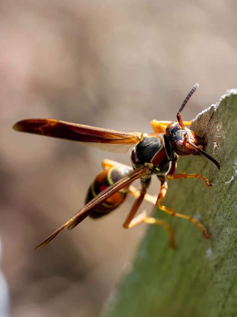 Paper Wasps Paper Wasps