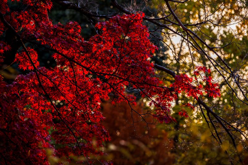 Paperbark Maple Shows Crimson And Orange Paperbark Maple Shows Crimson And Orange