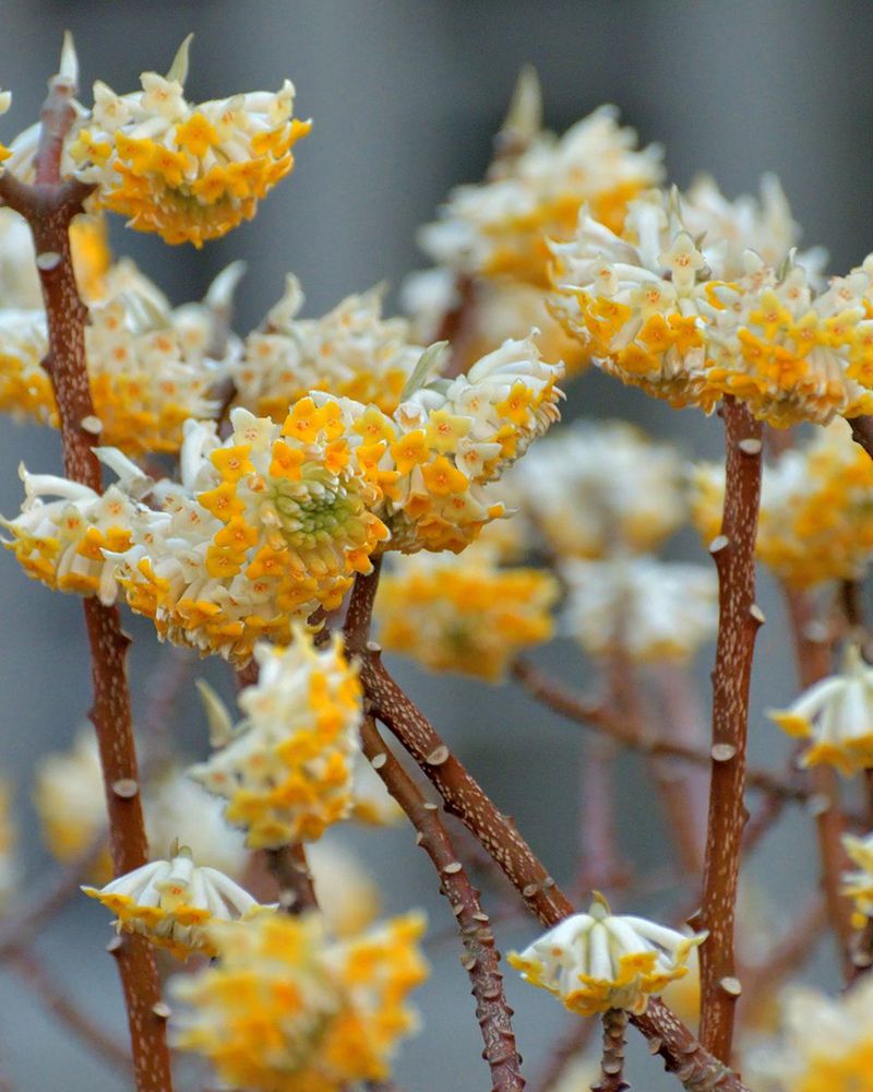 Paperbush Begins Forming Flower Buds In Fall Paperbush Begins Forming Flower Buds In Fall