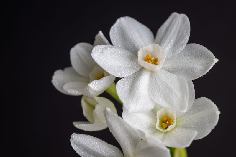 Paperwhites Bloom In Just Four To Six Weeks