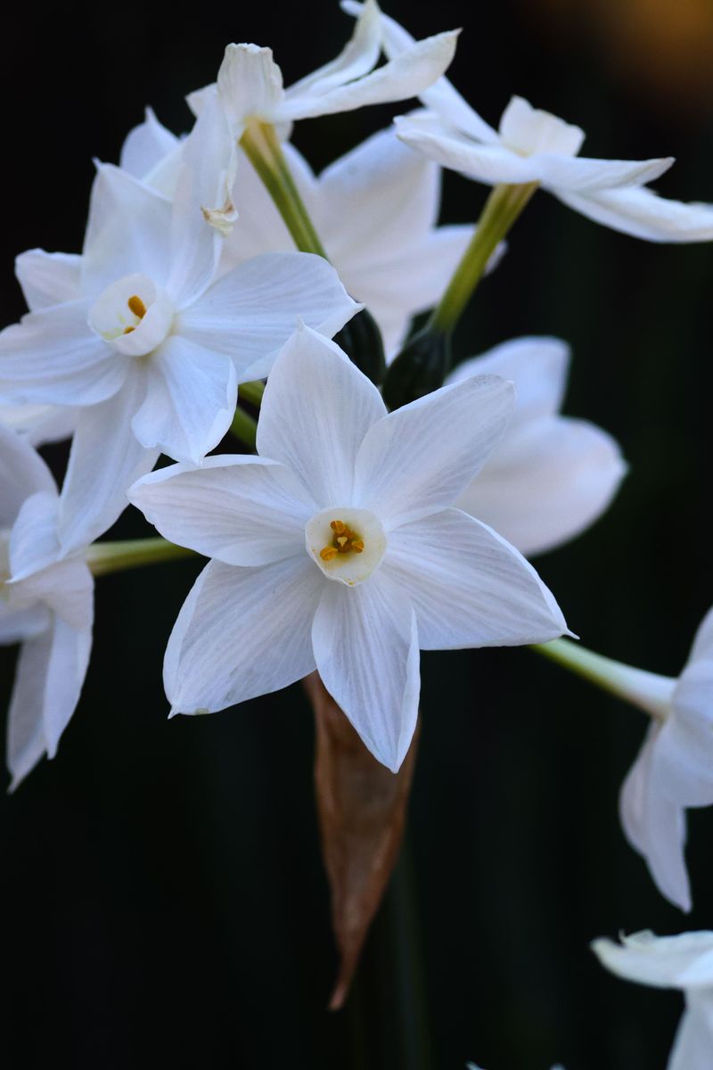 Paperwhites Blooming Sweetly Without Any Soil Paperwhites Blooming Sweetly Without Any Soil