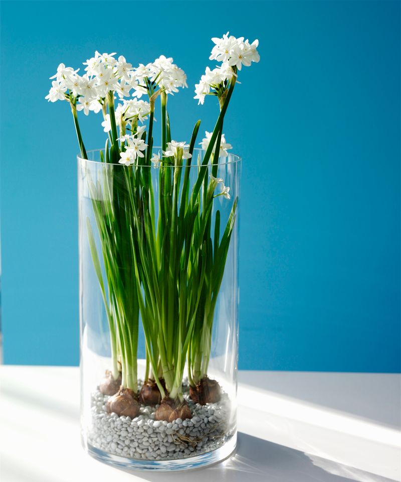 Paperwhites Grow Happily In Pebbles And Water