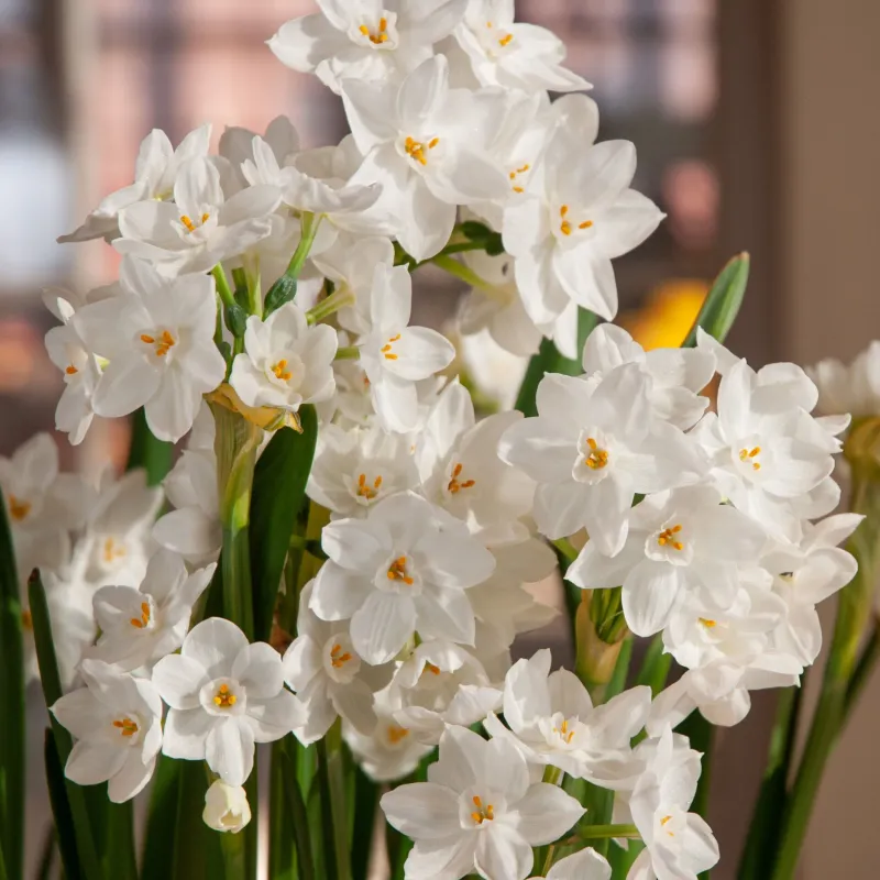 Paperwhites