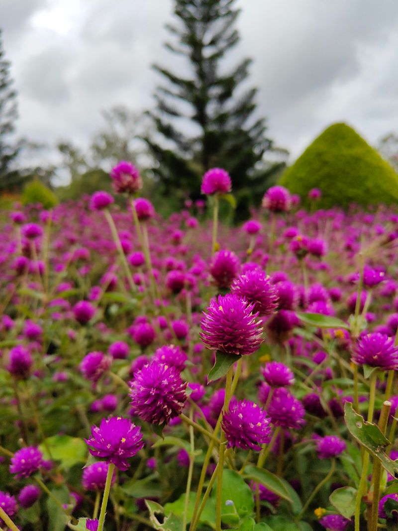 Papery Flower Heads Hold Their Color Long After Drying