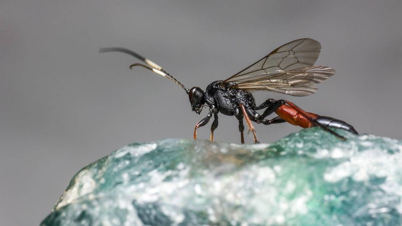 Parasitic Wasps Parasitic Wasps