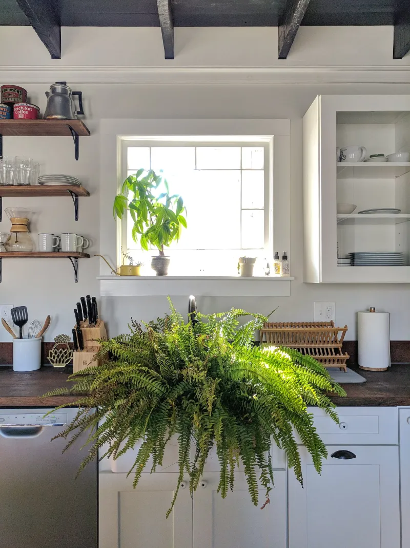 Park Dormant Ferns In A Cool Basement Or Garage Park Dormant Ferns In A Cool Basement Or Garage