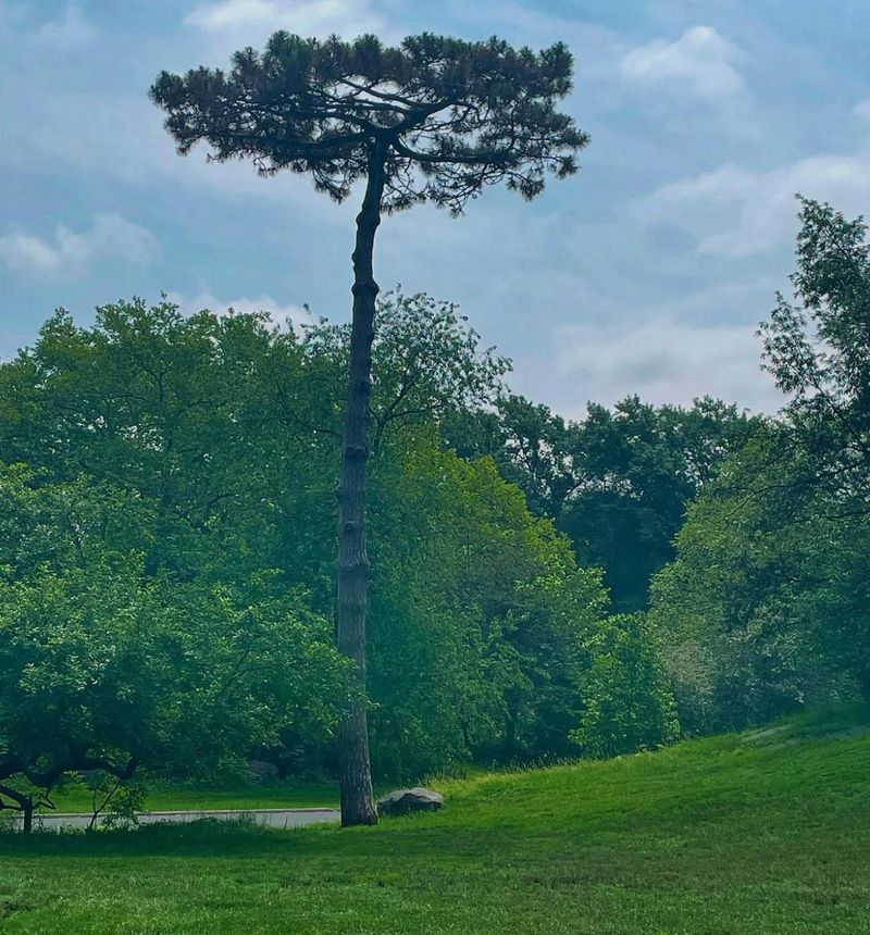 Park Trees Owned By The City