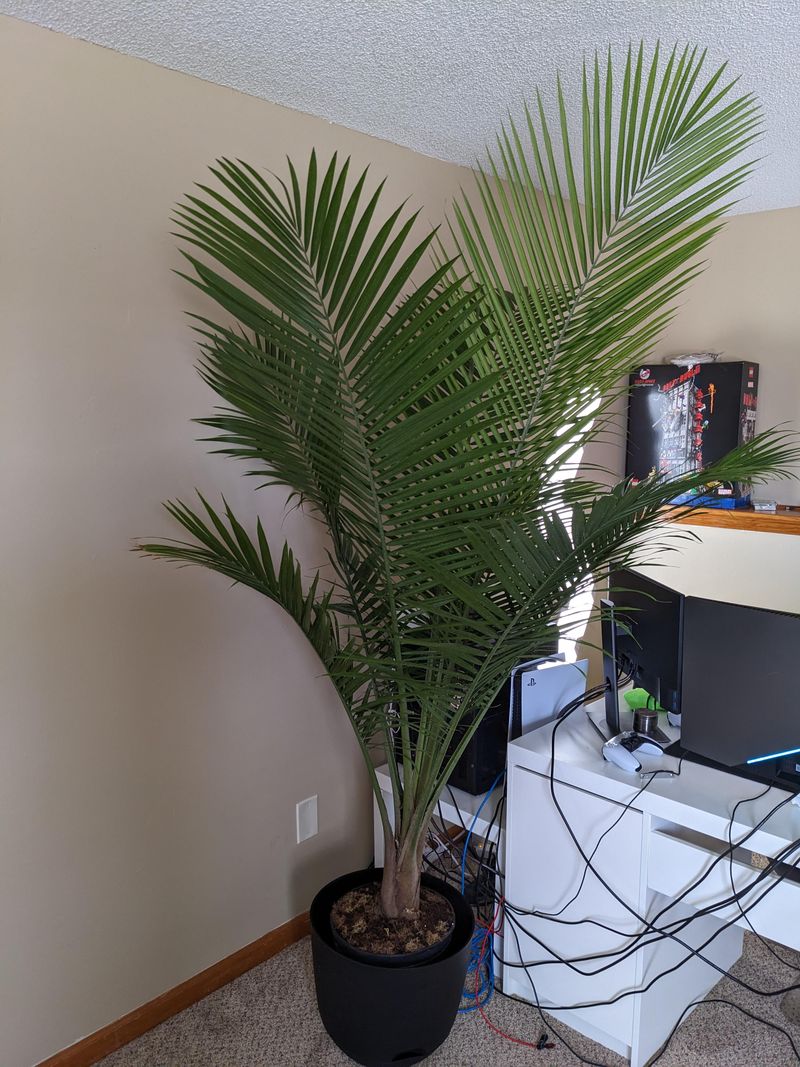 Parlor Palm Brings Tropical Vibes To Windowless Spaces