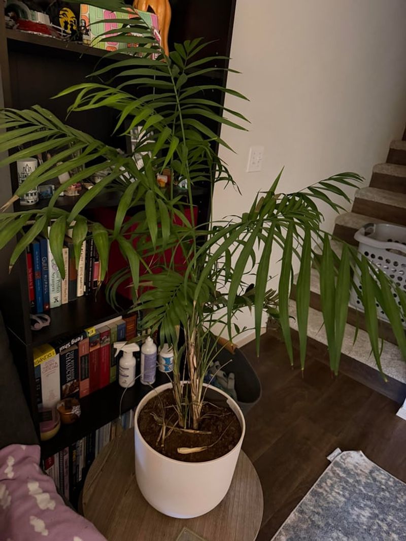 Parlor Palm Brings Tropical Vibes To Windowless Spaces
