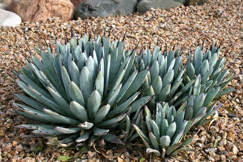 Parry's Agave