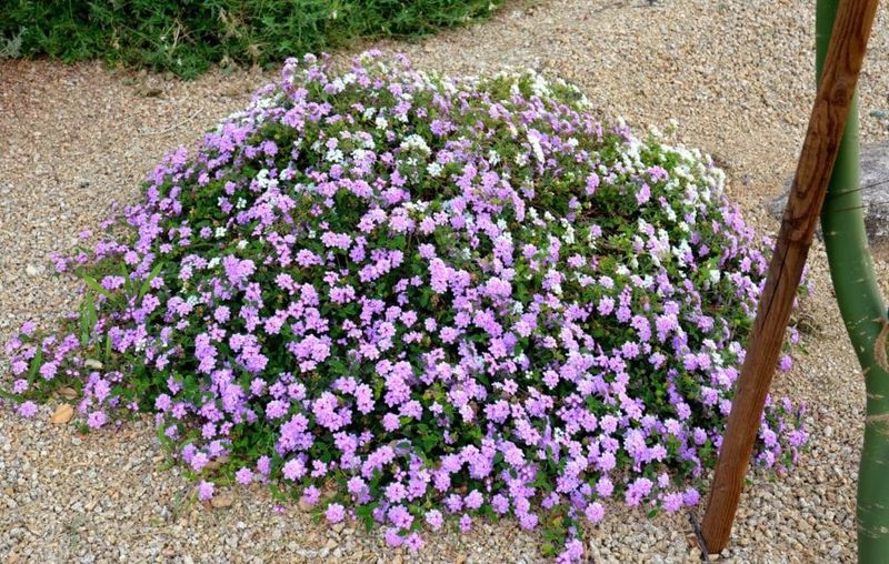 Parry's Agave and Purple Trailing Lantana