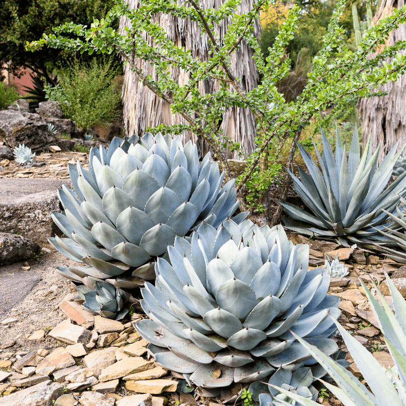 Parry's Agave
