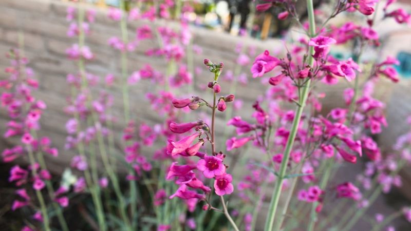 Parry's Penstemon Parry's Penstemon