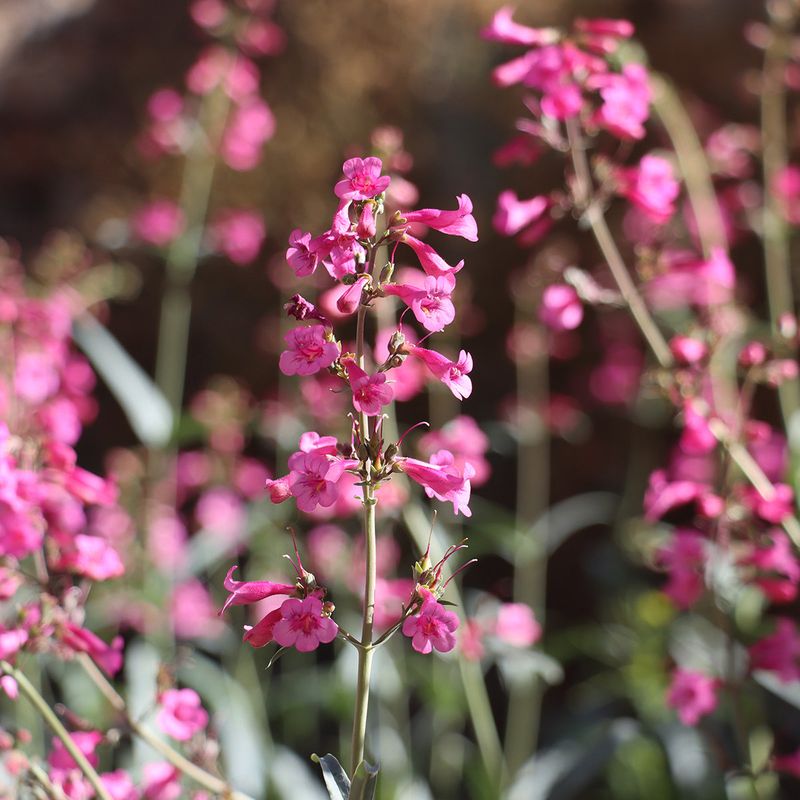 Parry's Penstemon Parry's Penstemon