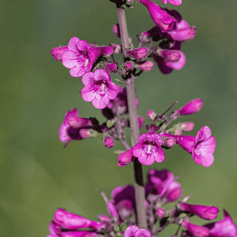 Parry's Penstemon