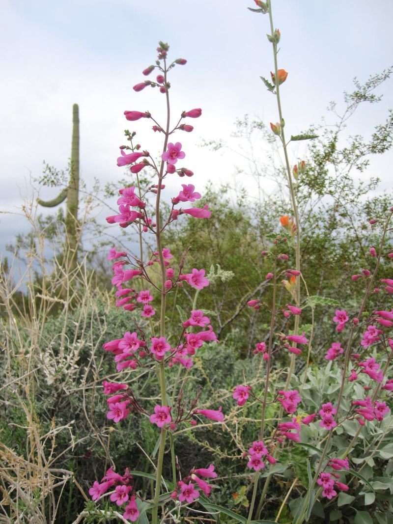 Parry's Penstemon