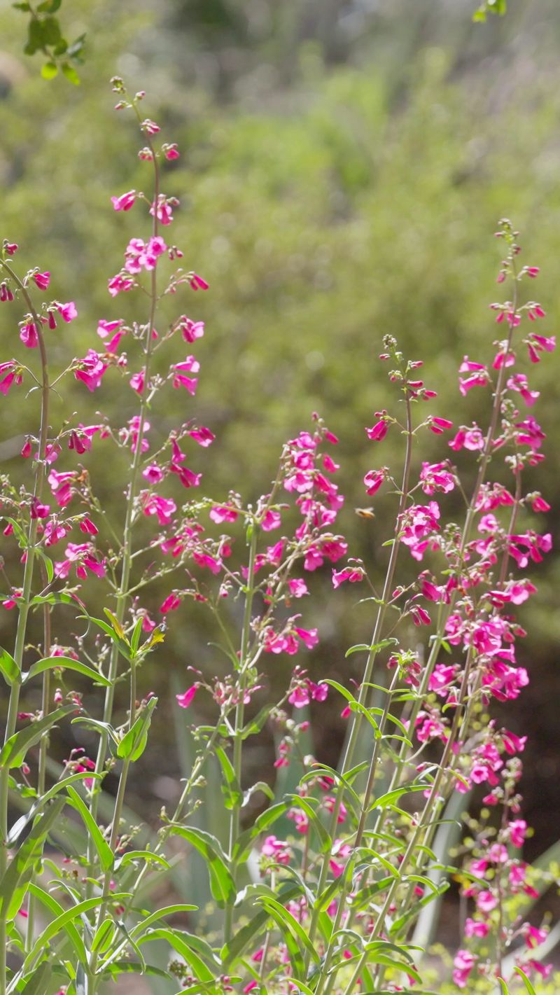 Parry's Penstemon