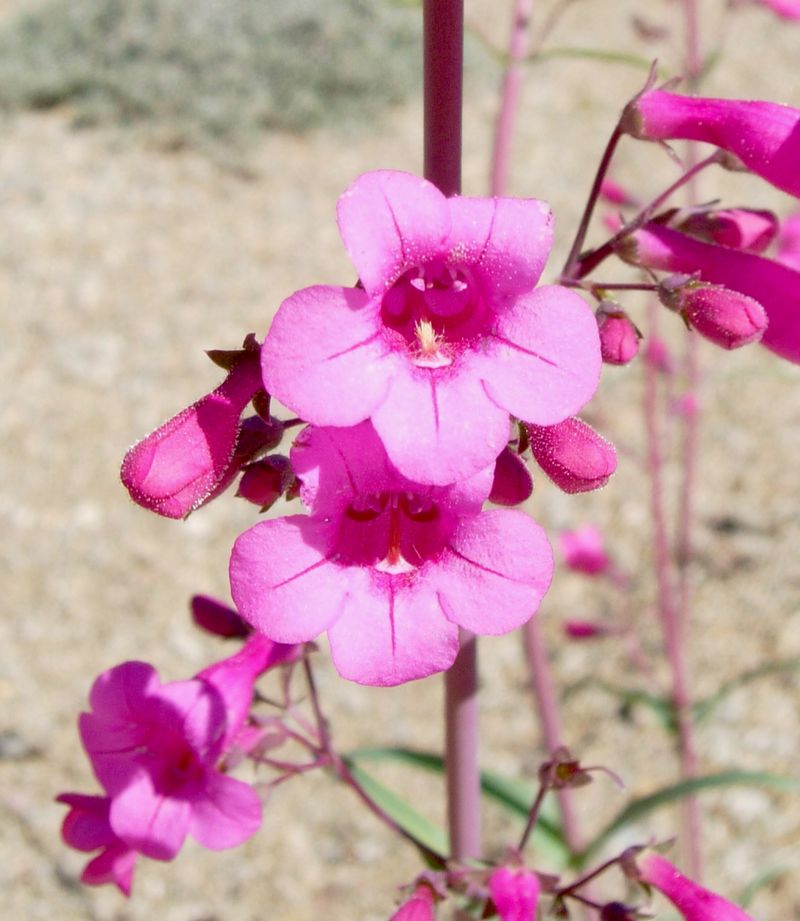 Parry's Penstemon Parry's Penstemon